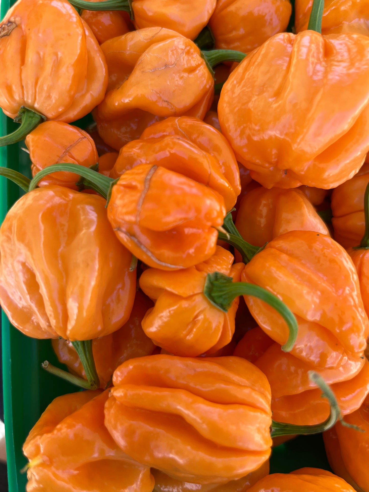 Piments habaneros oranges biologiques
