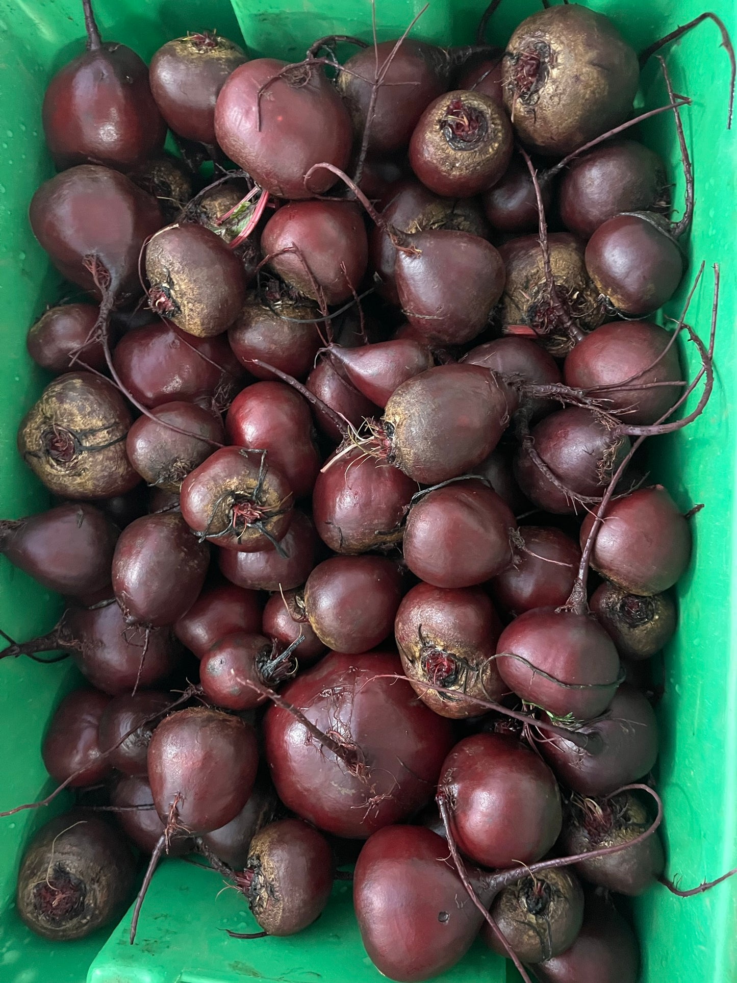 Betteraves rouges biologiques
