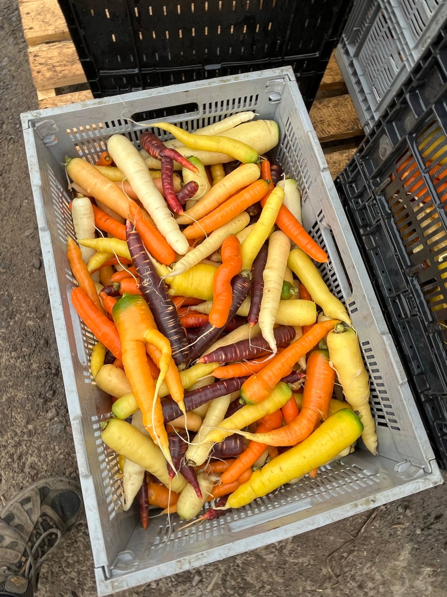Carottes multicolores biologiques