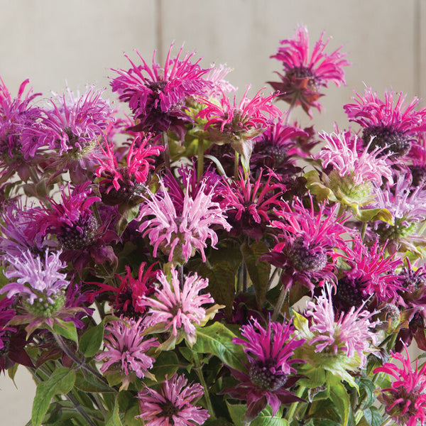 Monarde vivace panorama mix