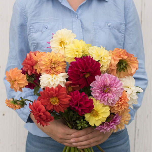 Fleurs Dahlia mélange géant