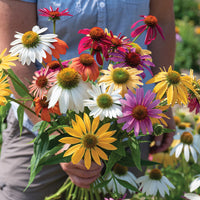Fleurs Echinacée Paradisio tall mix