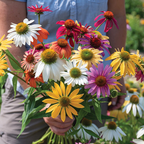 Fleurs Echinacée Paradisio tall mix