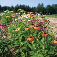 Fleurs Echinacée Paradisio tall mix