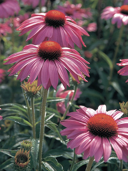 Fleurs Echinacée Primadonna deep rose
