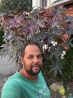Fleurs Ricin Gibson