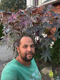 Fleurs Ricin Gibson