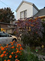 Fleurs Ricin Gibson