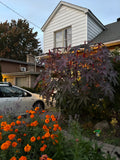 Fleurs Ricin Gibson