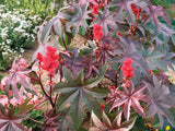 Fleurs Ricin Gibson