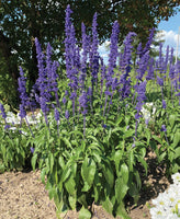 Fleurs Salvia Victoria