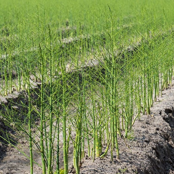 Asperges (plant) éclipse
