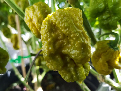 Piment big mustard mama