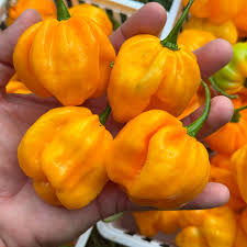 Piment fort habanero Maldavian orange