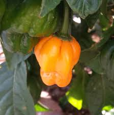 Piment fort scotch bonnet