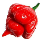 Piment fort scorpion rouge moruga
