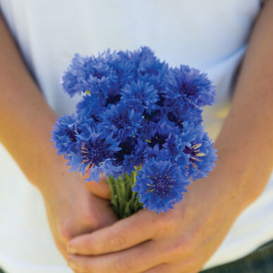 Fleurs Centaurée Blue boy