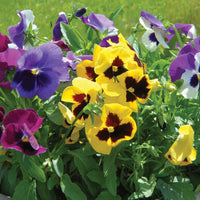 Fleurs Pensée Majestic Giants