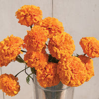 Fleurs Marigold Giant orange