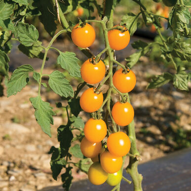 Tomates cerises jaunes Yellow Mini