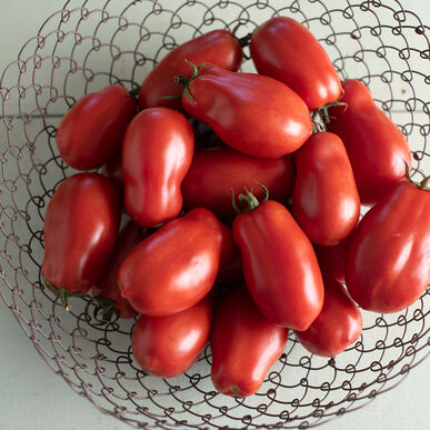 Tomates italiennes San Marzano II