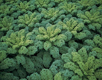 Kale vert Winterbor