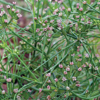 Fines herbes Cumin