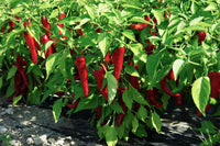 Piment cayenne Red Ember