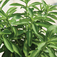 Fines herbes Stevia