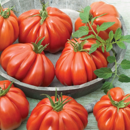 Tomates côtelées rouges Borsalina